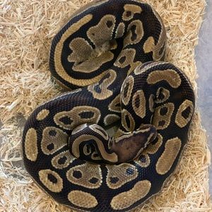 Meet your Posher, Cathleen